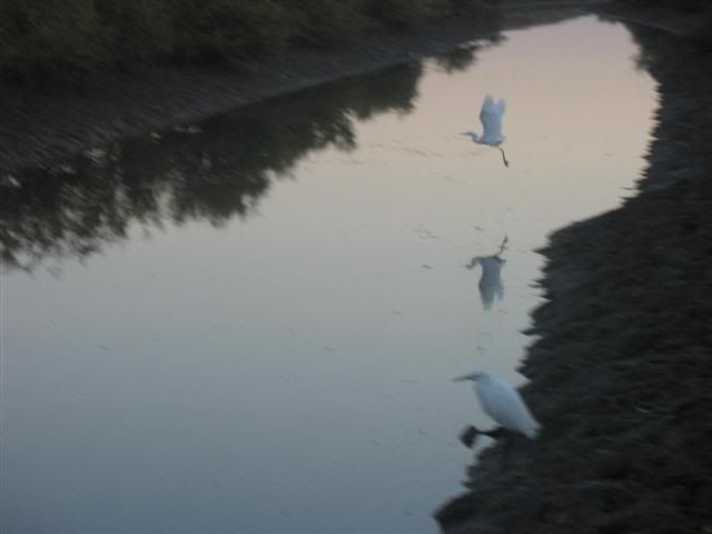 Water Birds of Las Pitayas