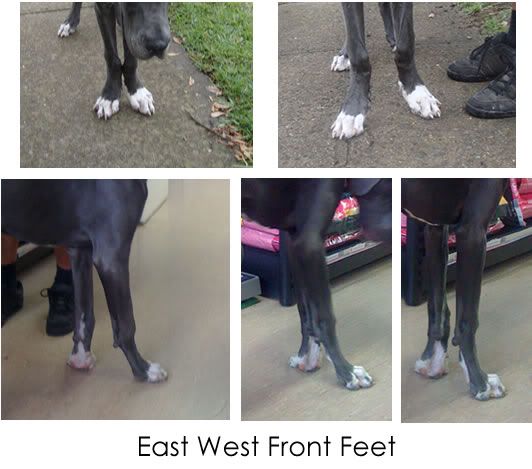 East_West_Front_Feet.jpg