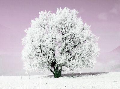  photo winter-snow-tree_zpsa8802202.jpg