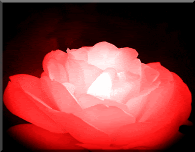 a.gif%20beautiful%20rose%20image%20by%20fonny4