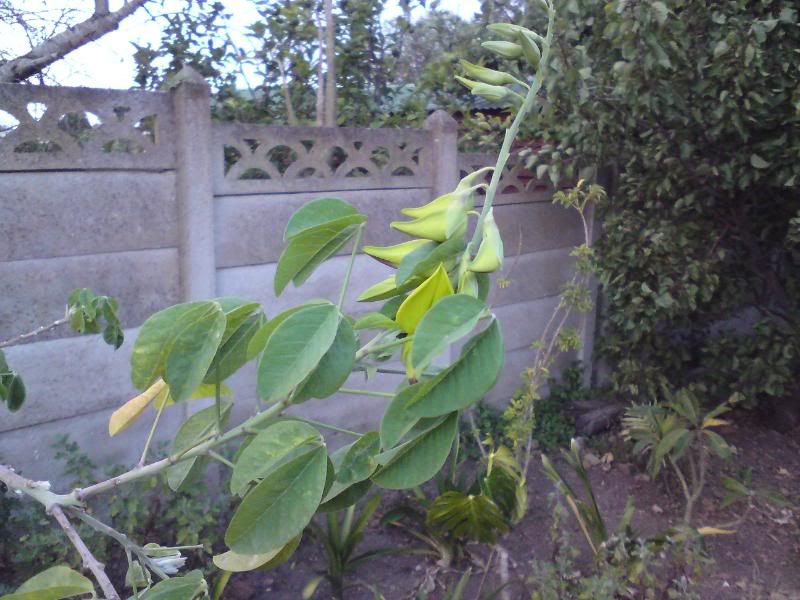 Canary Bird Bush