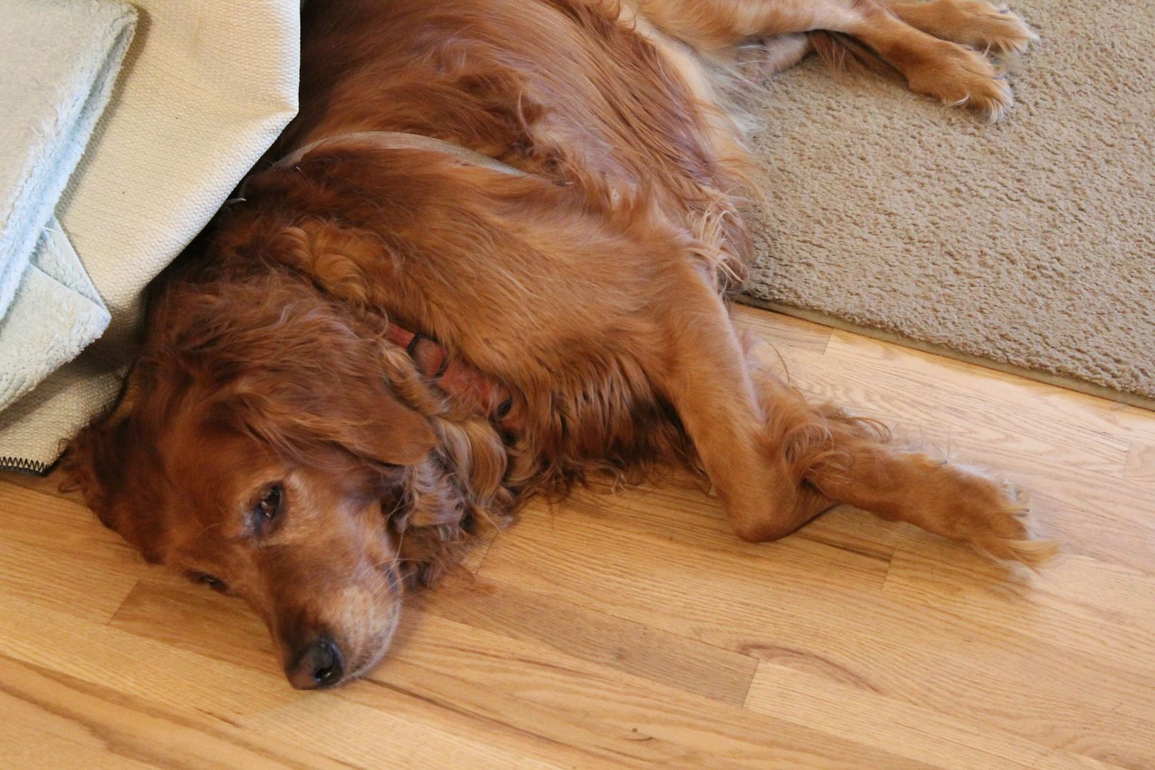  photo 006_zpsy57cnqal.jpg