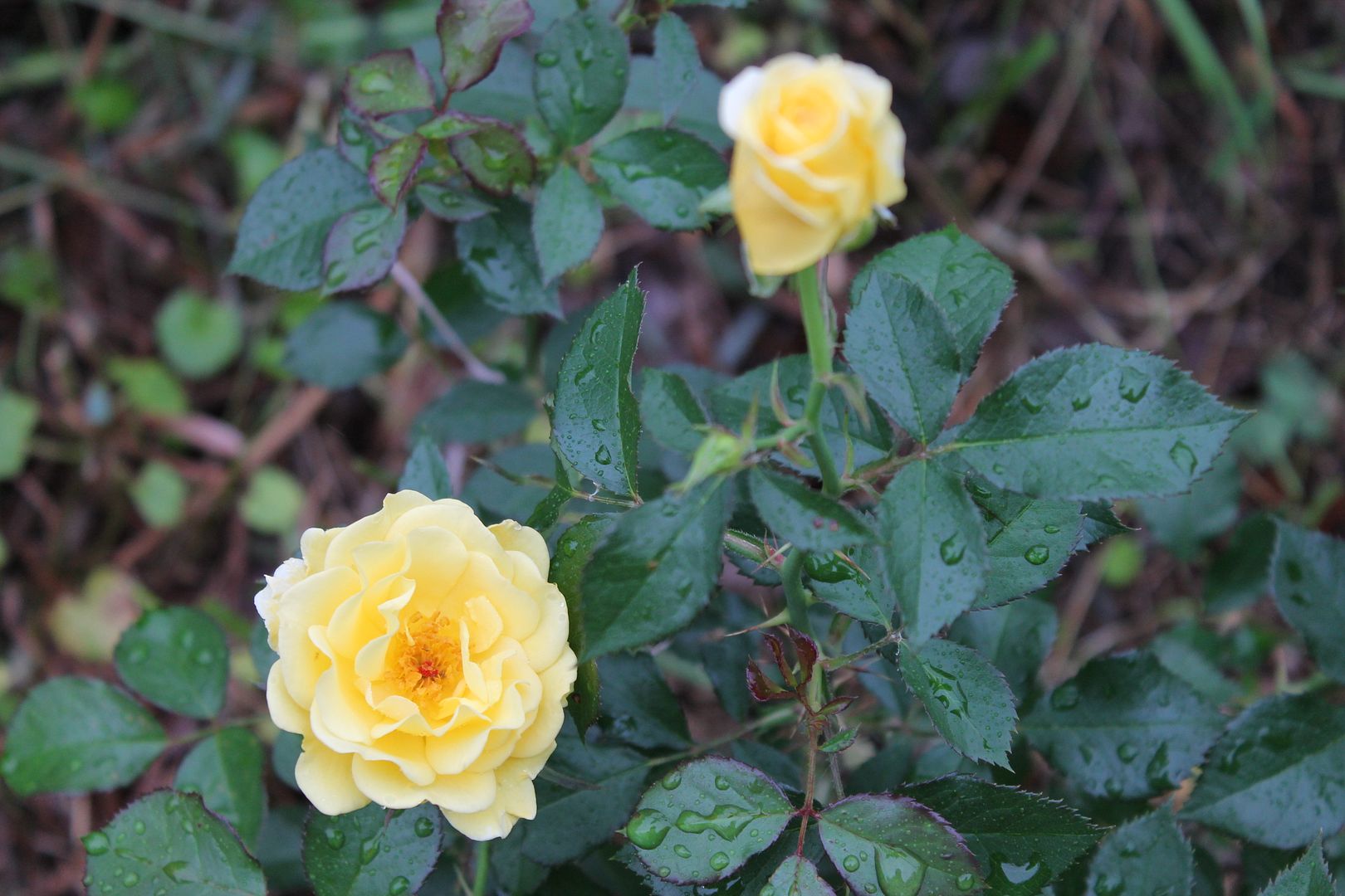  photo 013_zpsyk7sa2rr.jpg