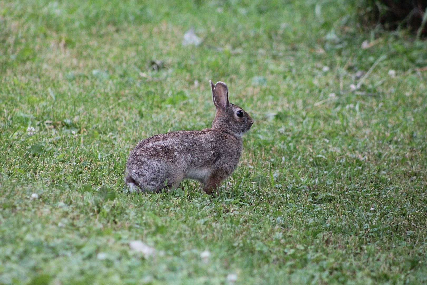  photo 023_zpskrp3dgg5.jpg