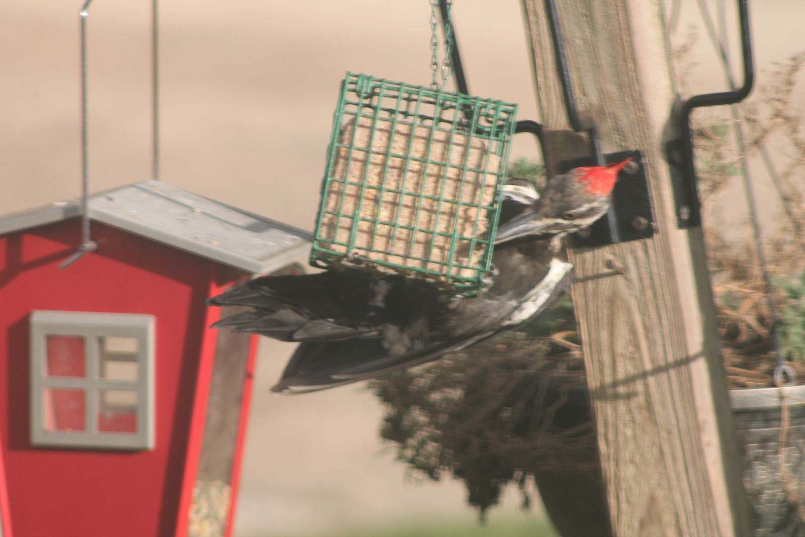  photo IMG_3951_zps9ifawo0b.jpg