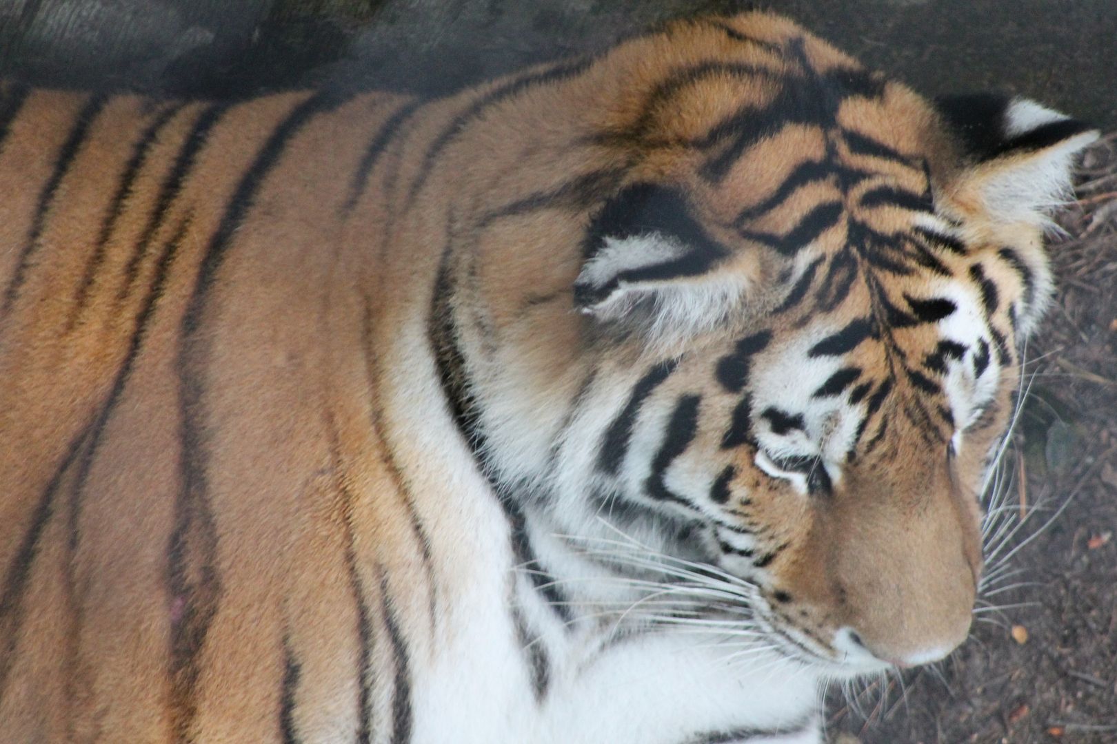 photo 024_zpsjssljibp.jpg