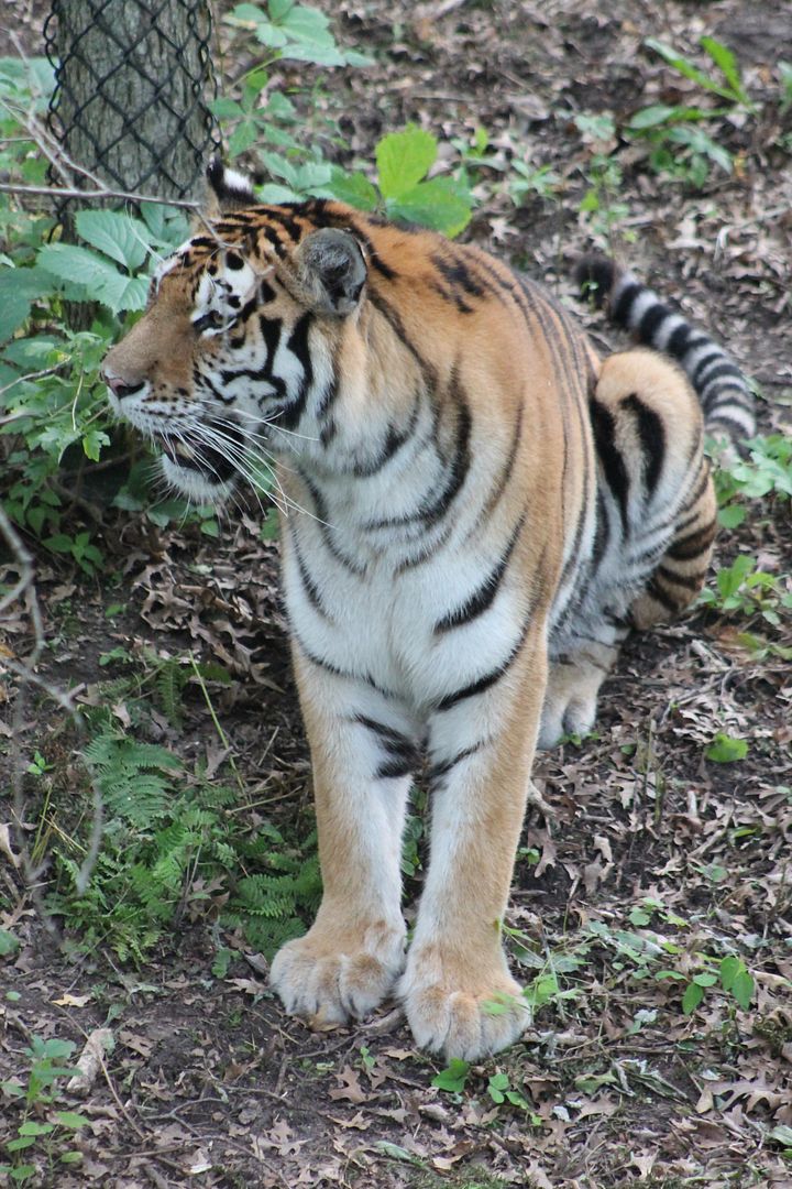 photo 039_zpsfpi95ydk.jpg