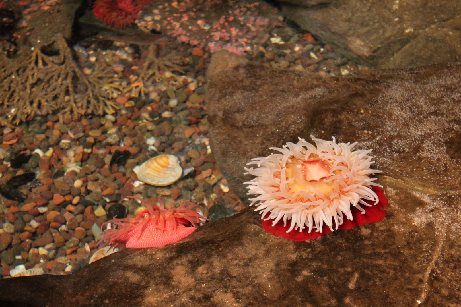 photo 136_zpsc1dmecjr.jpg