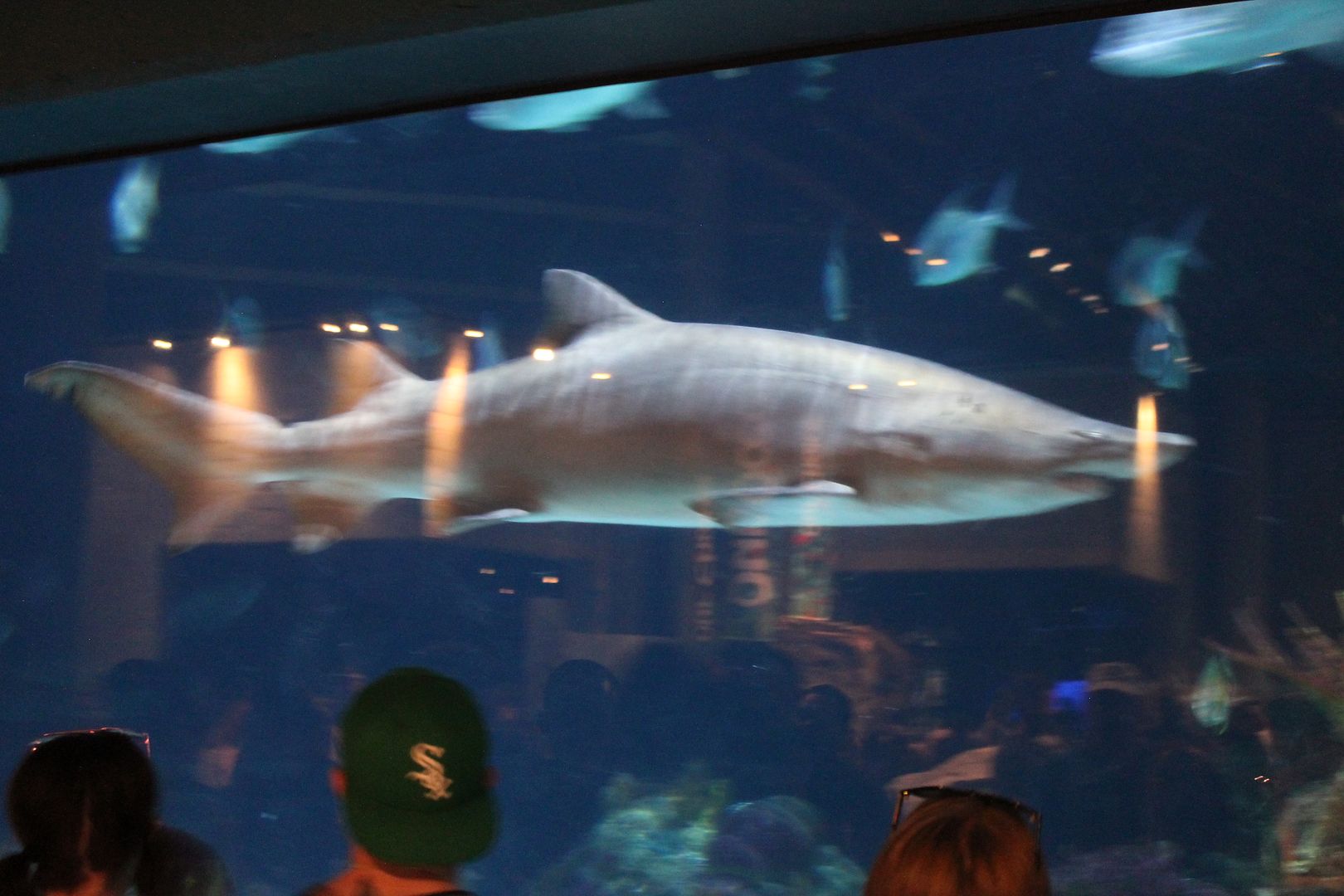 photo 140_zps4c5qx8oc.jpg