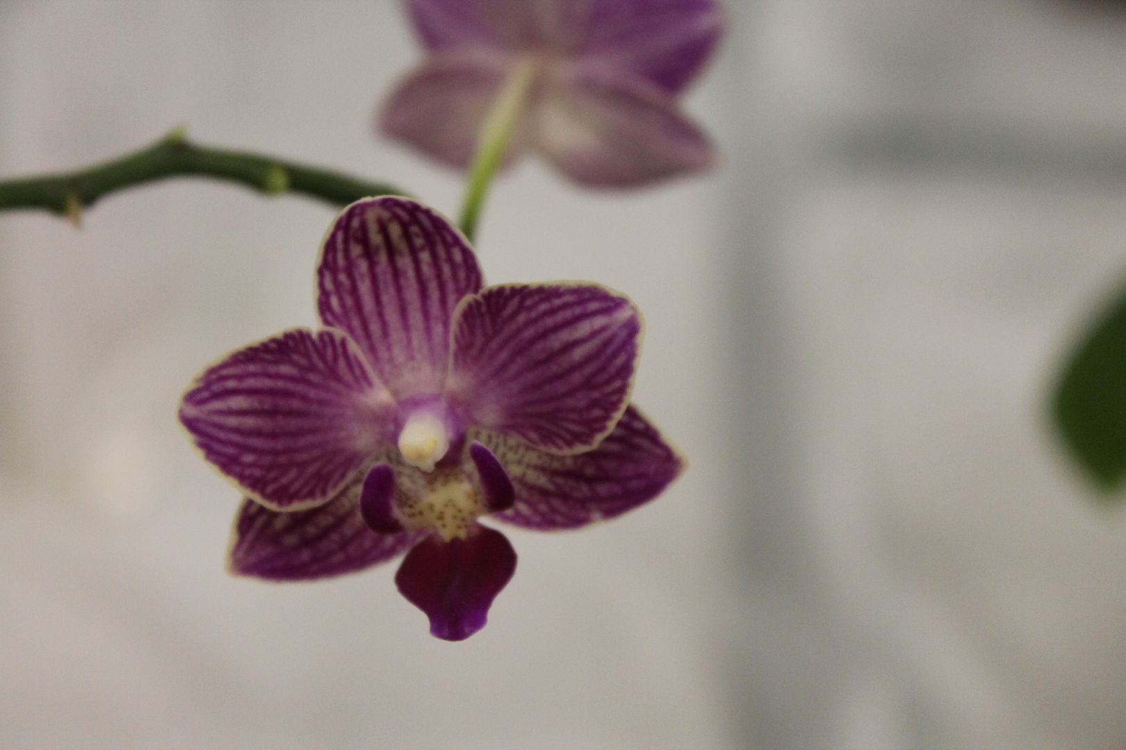  photo 010_zpslx6siv45.jpg