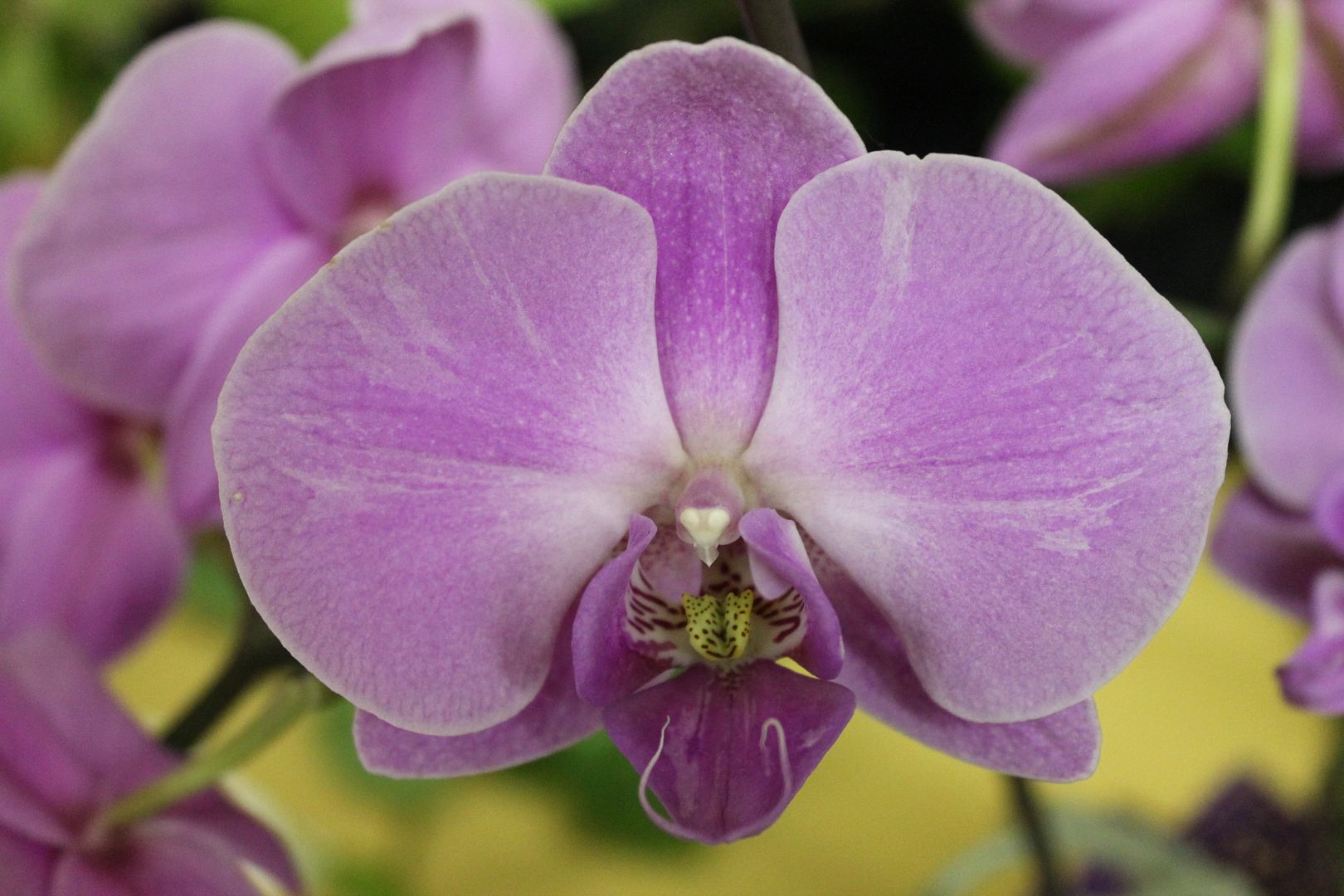  photo 012_zpscmmfx7ha.jpg