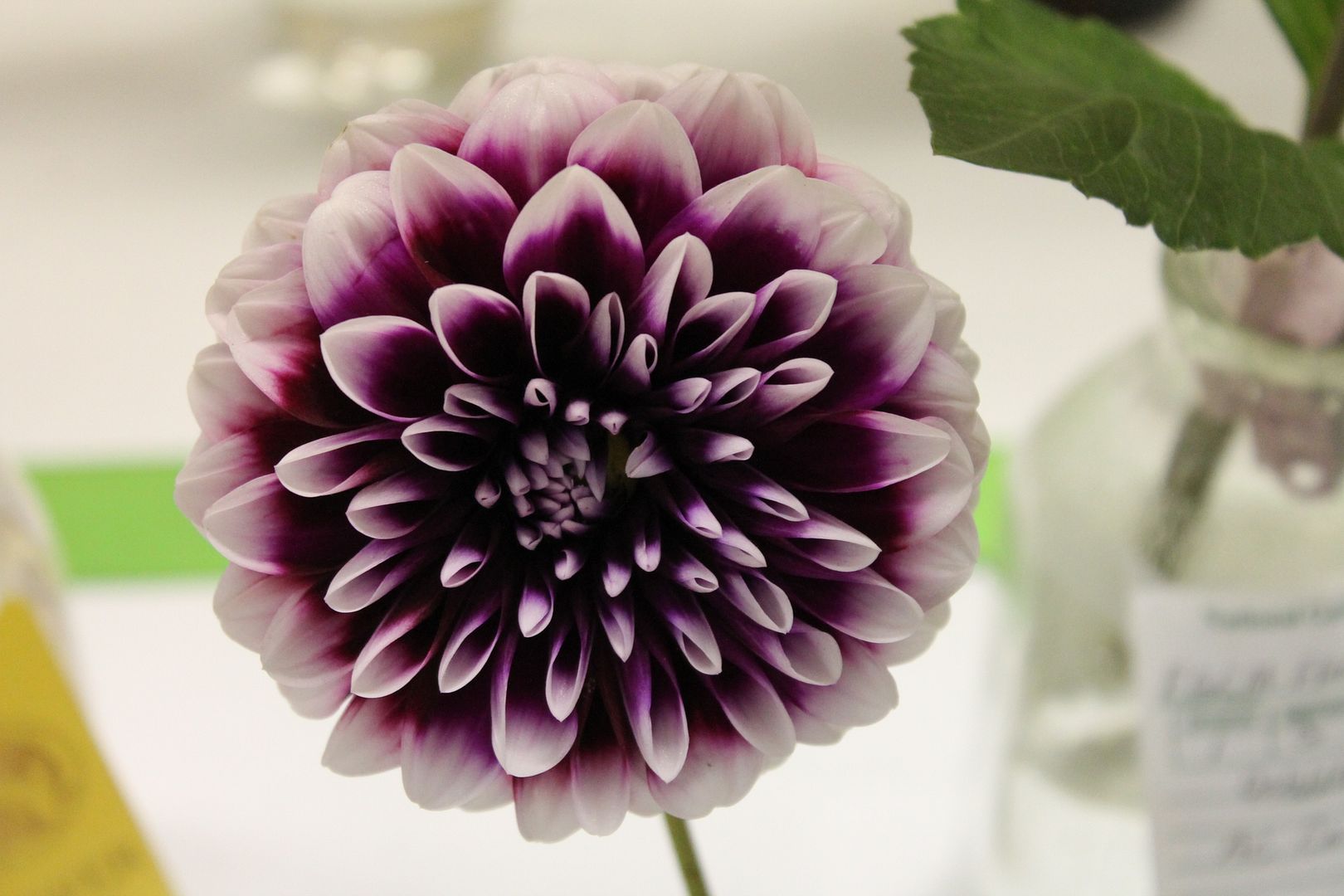  photo 099_zpssyggobdl.jpg